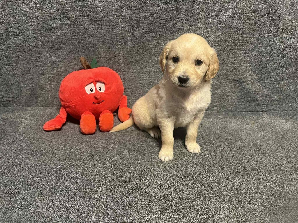 Już do odbioru.  Evita suczka Golden Retriever.