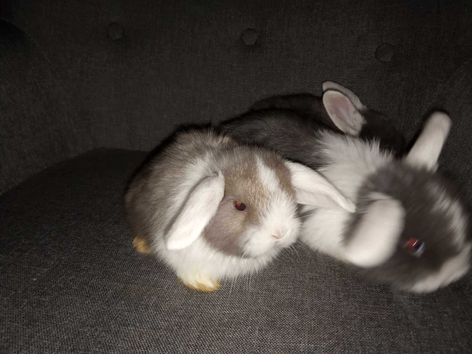 Coelhos Anões - Mini Lop - Angorá - Mini Holandês