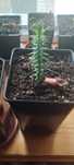 Продам Саджанці араукарії чилійської (araucaria araucana)