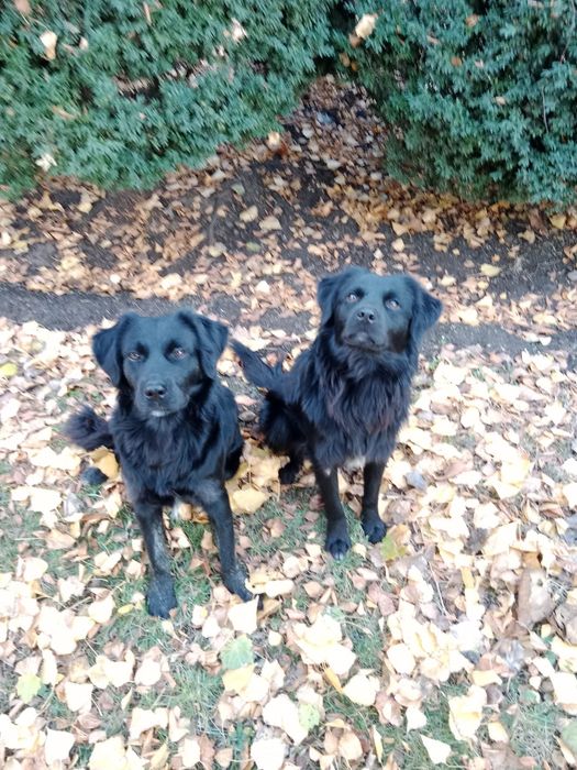 Братья-близнецы ищут дом, и надежного хозяина.