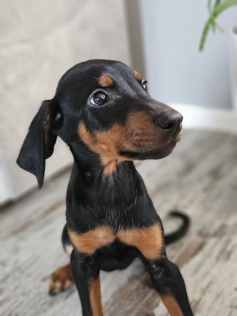 Doberman szczeniak
