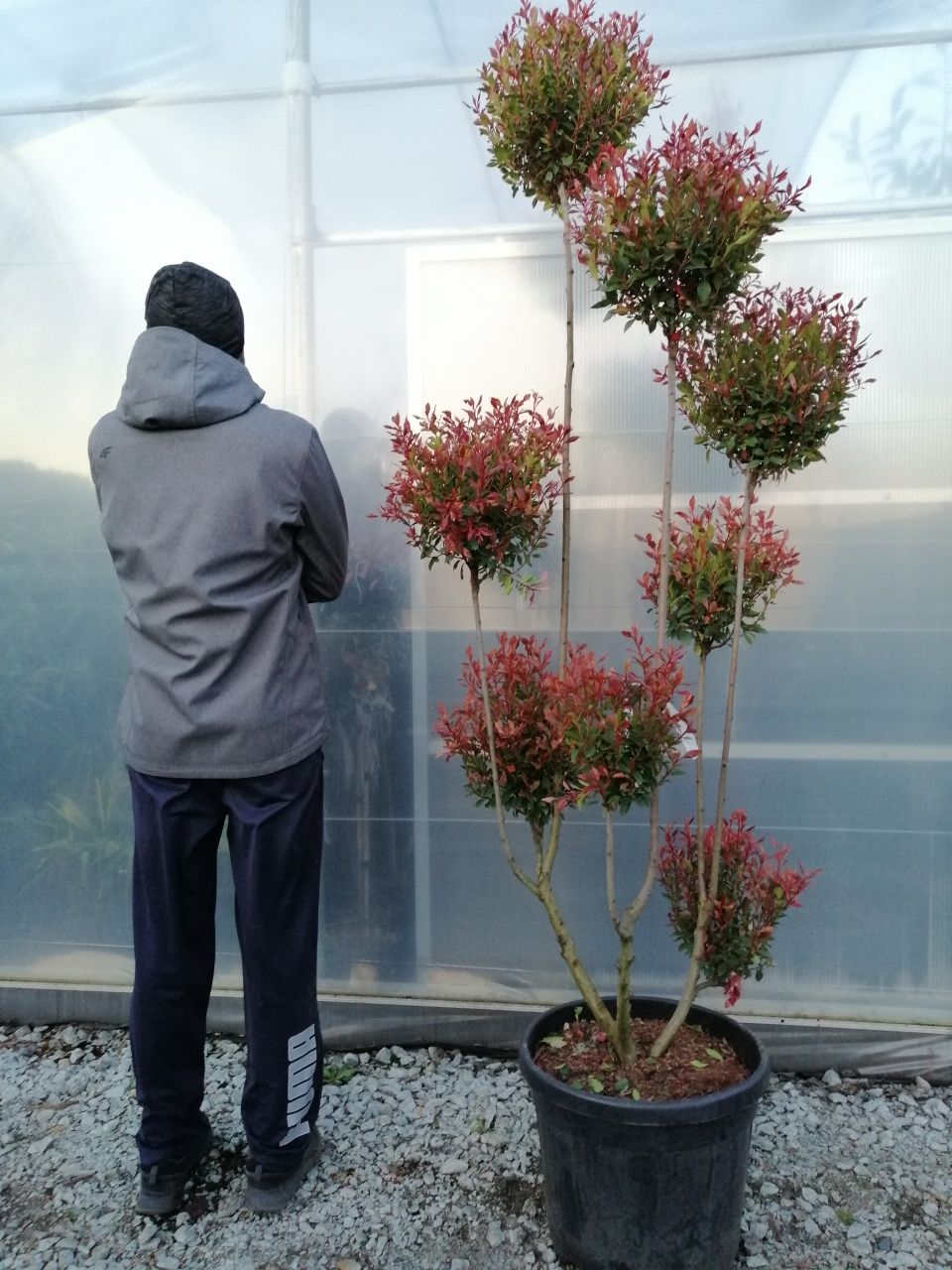 Głogownik BONSAI "Chico" szczepiony (Photinia) Czerwone Młode Liście.