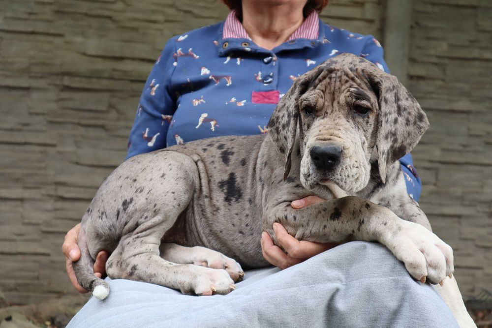 Bardzo mocnej budowy suczka merle Dog Niemiecki FCI ZKwP tata włoch