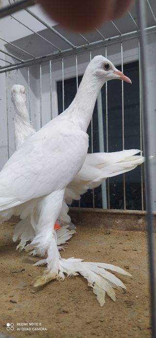 Bocian bociany samica