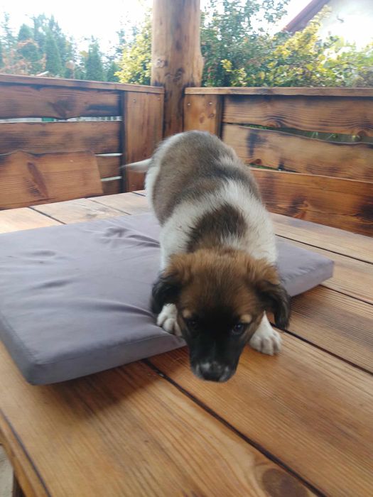 Oddam w dobre ręce suczke dwu miesieczna