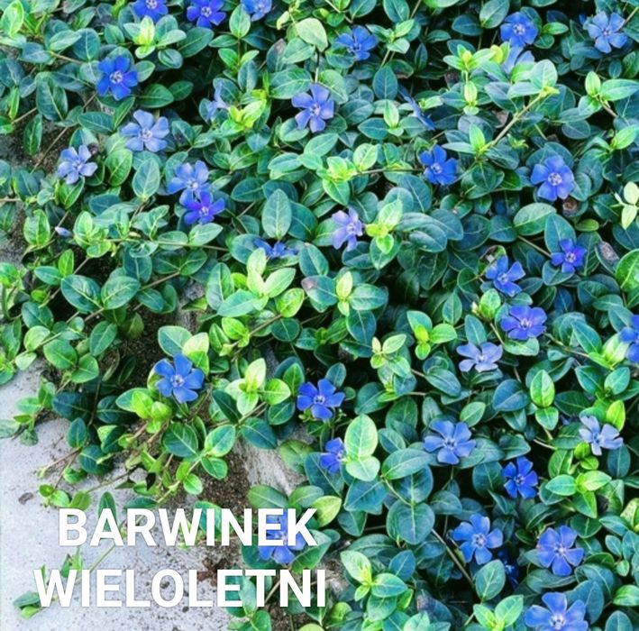 Sadzonki kwiatów wieloletnich i zimujacych