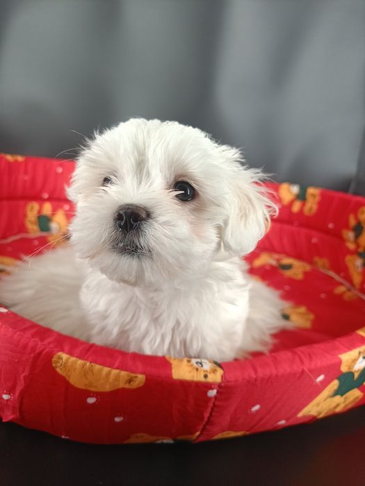 Szczeniaczek maltanczyk