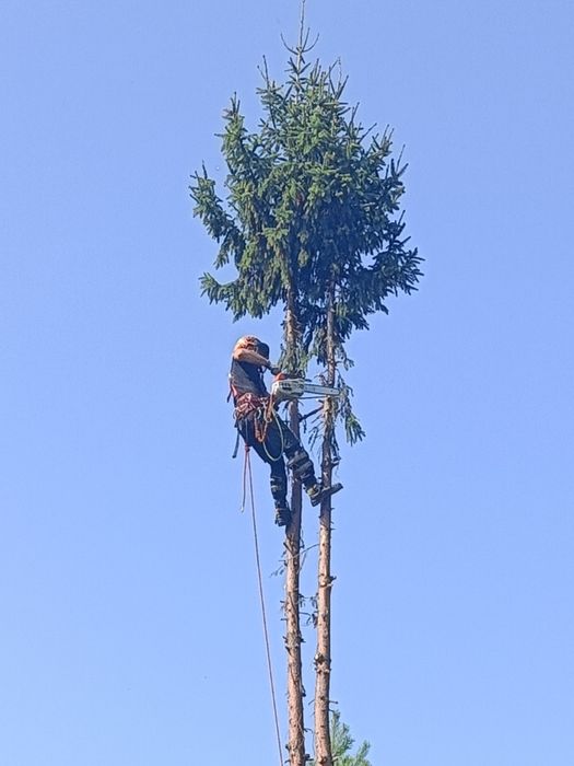 Usługi rębakiem spalinowym Wycinka Drzew
