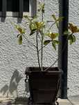 Planta com floreira