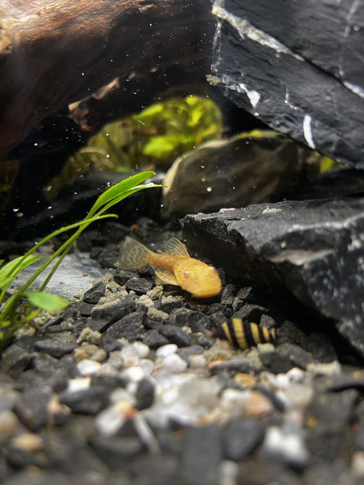 Glonojad albinos Ancitrus