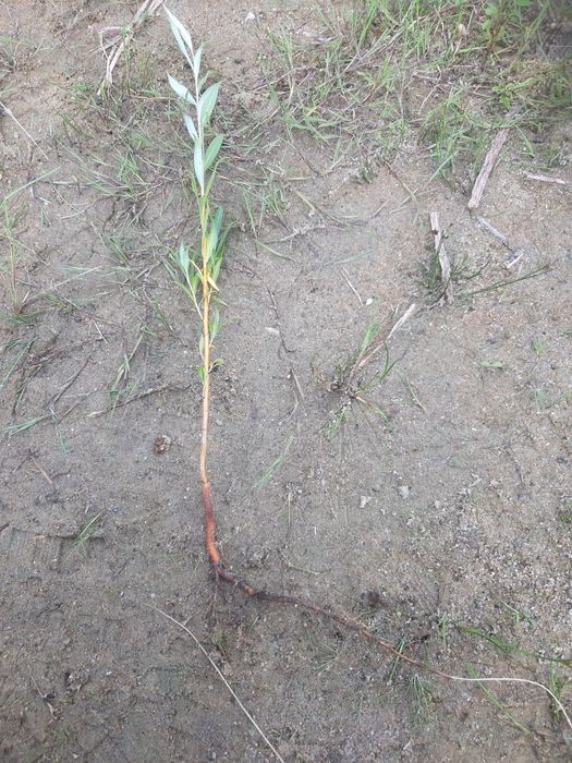 Wierzba pleciona sadzonki tegoroczne