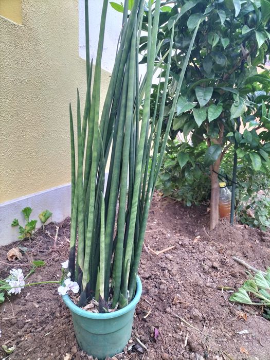 Cato de folha tipo flecha