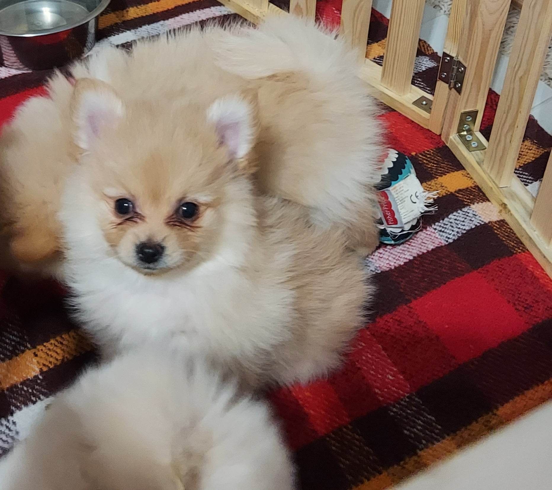 Szpic miniaturowy pomeranian