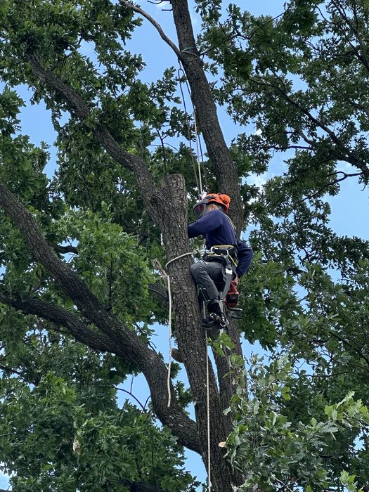 Спилить дерево, срезать дерево
