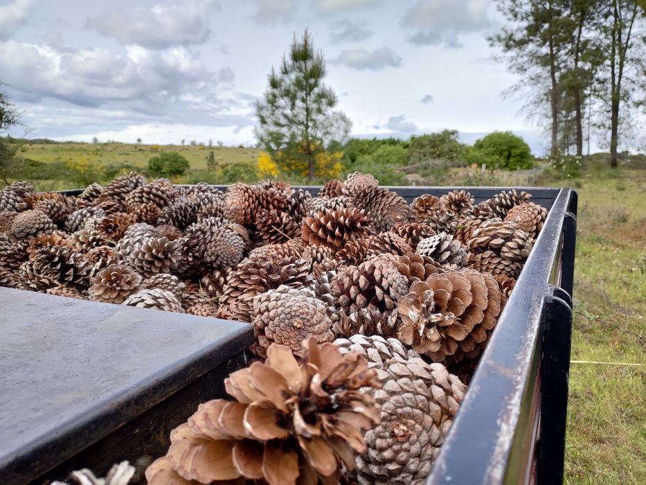 Pinhas para acender o lume