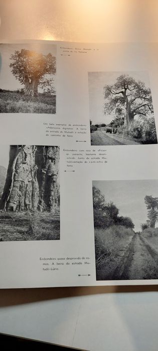Dendrologia de Moçambique - António de Figueiredo Gomes e Sousa (1958)
