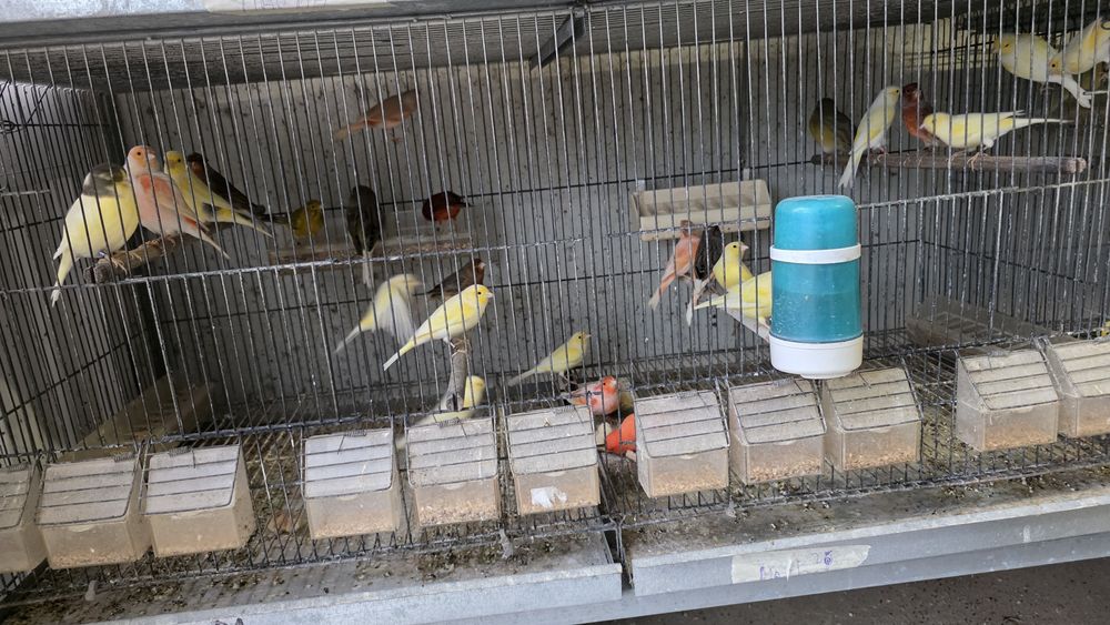 Várias raças de canários