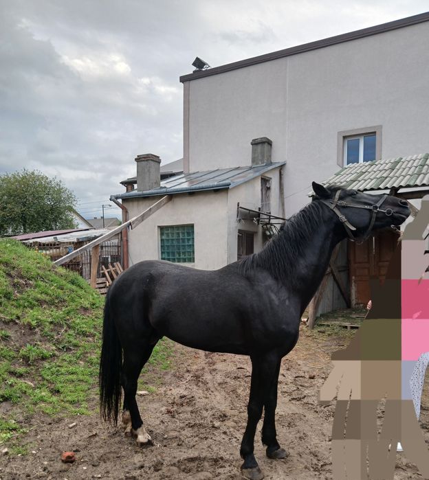 Продаю коня Орловський Рисак з документами, Вогер