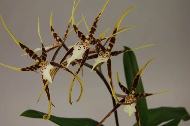 Ароматна орхідея Брассія