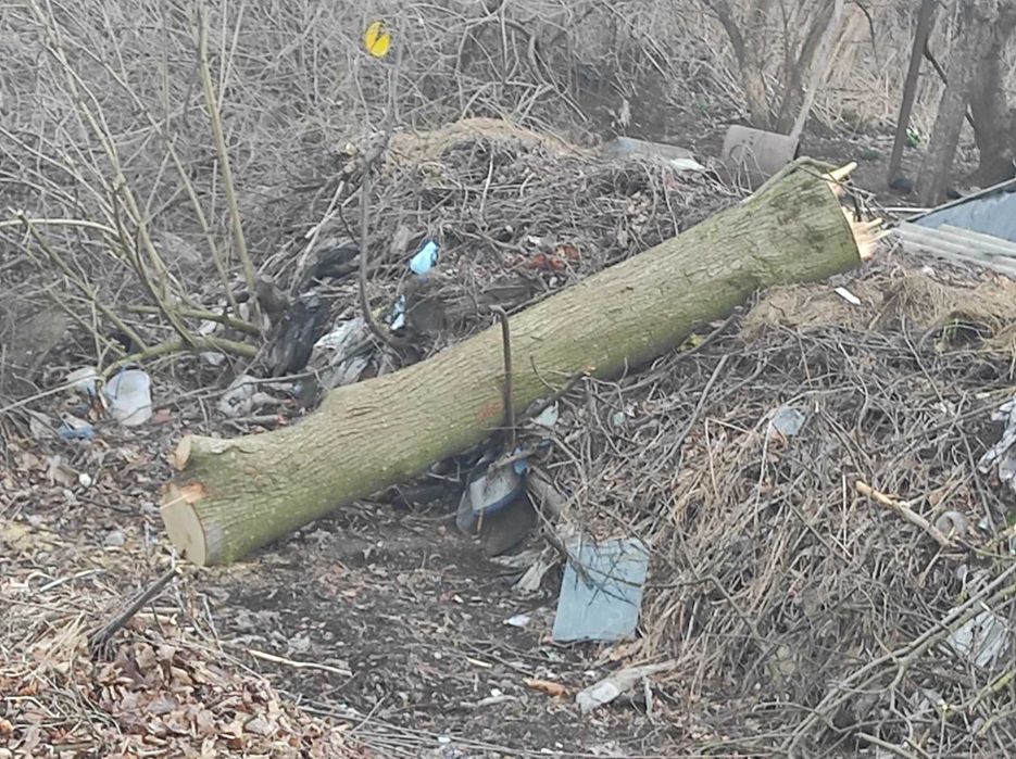 Продам липу стовбур