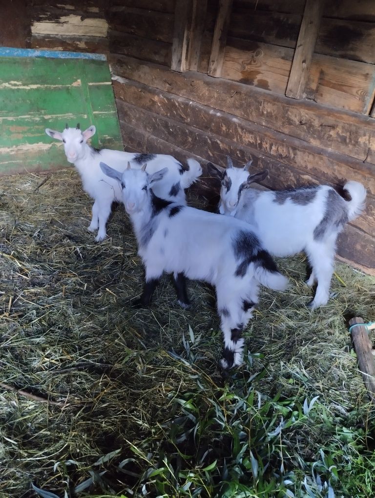 Продам козенят ціна договірна