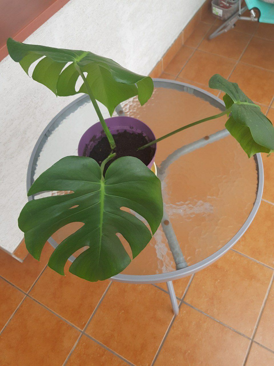 Roślina monster monstera deliciosa 55 cm