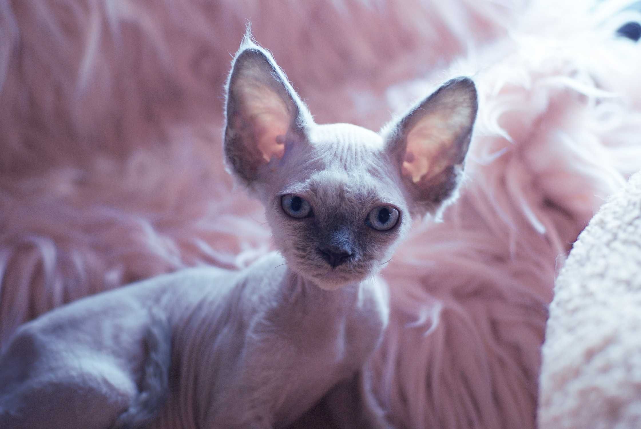 Niebieski point Devon Rex po championie