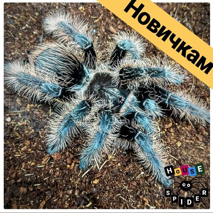 Самка паука птицееда Brachypelma albopilosum молодая для новичков