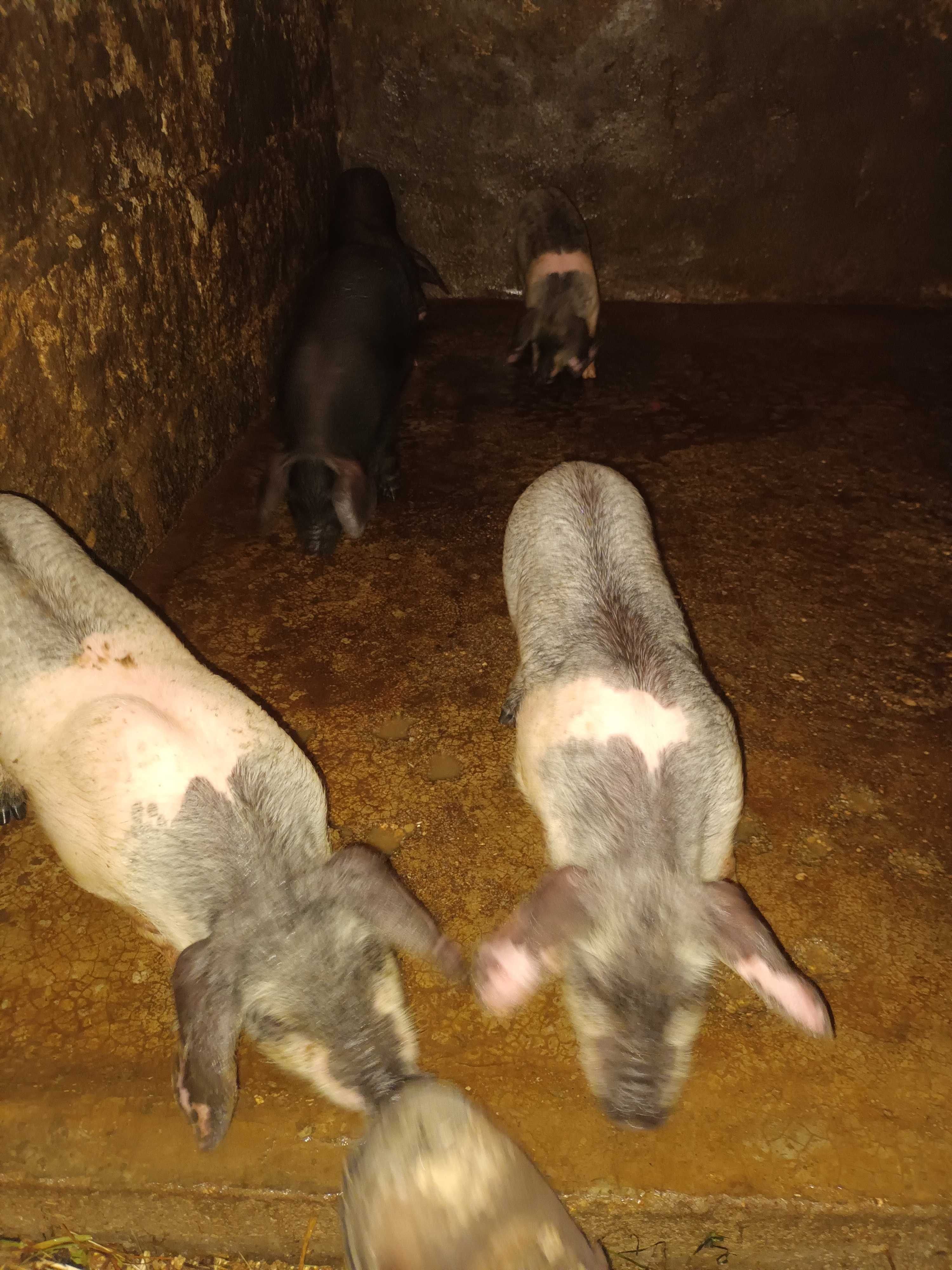 Vendo leitaos con 4 meses boa raca bissaro