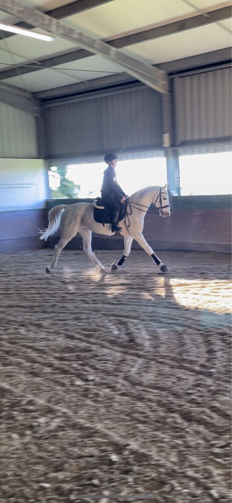 Cavalo com 20 anos obstaculos