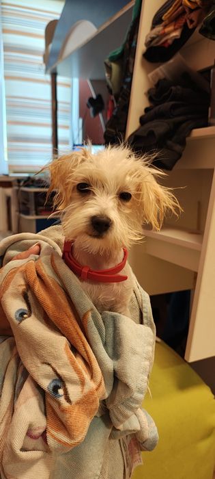 Хлопчик для вязки