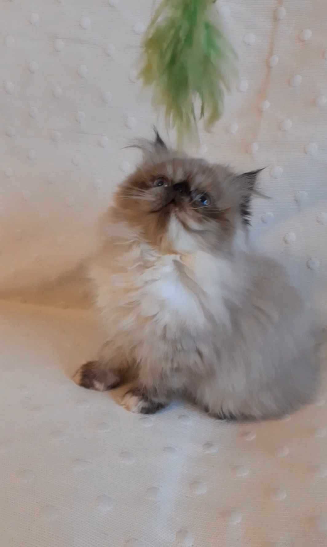Gatinha persa brincalhona