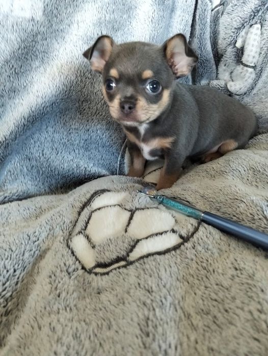Niebieski chihuahua