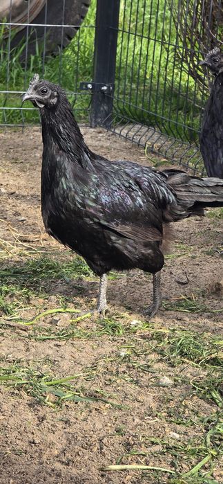 Ayam cemani para