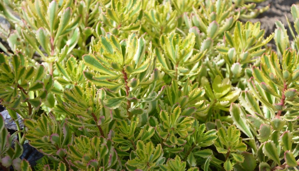 очиток, седум варієгатний, посухостійкі рослини