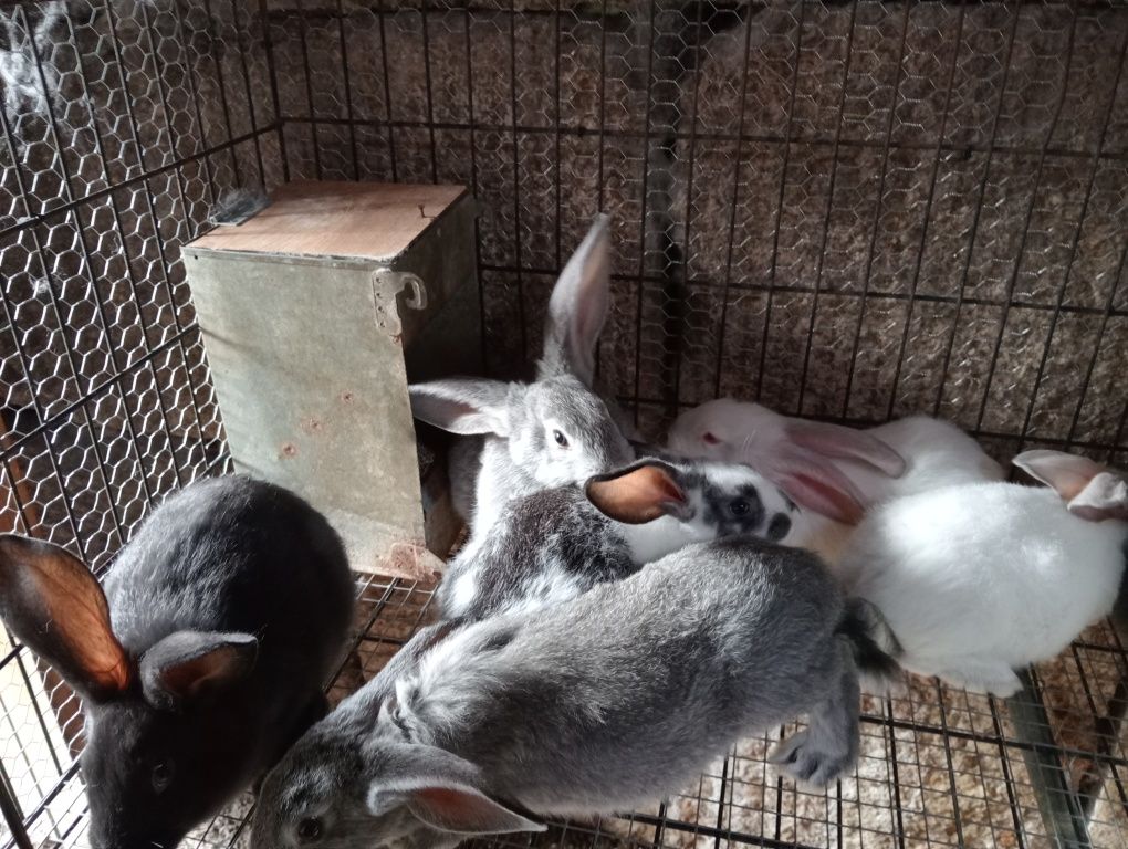 Coelhos de ótima qualidade 4 euros o kilo vivo