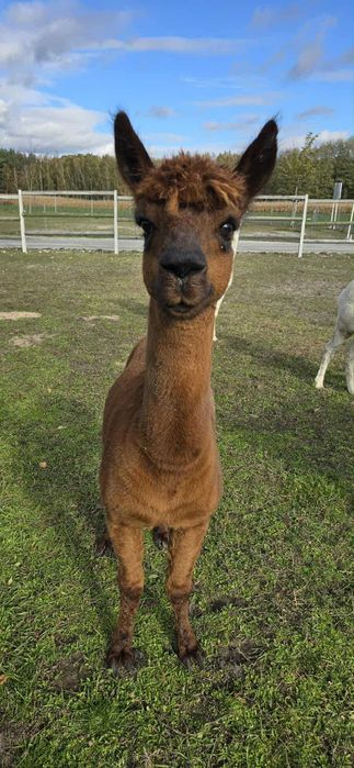 Sprzedam samce alpaka