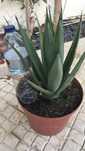 Agave Sisalana  grande