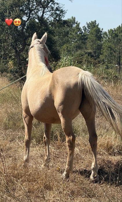 Egua palomina montada