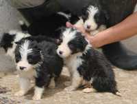 Border Collie para adopção: 4 machos