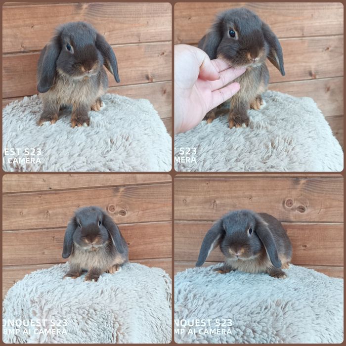 Królik baranek mini lop