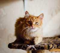 Солнечный и добрый котенок Джун, 10 месяцев, великолепный рыжик, котик