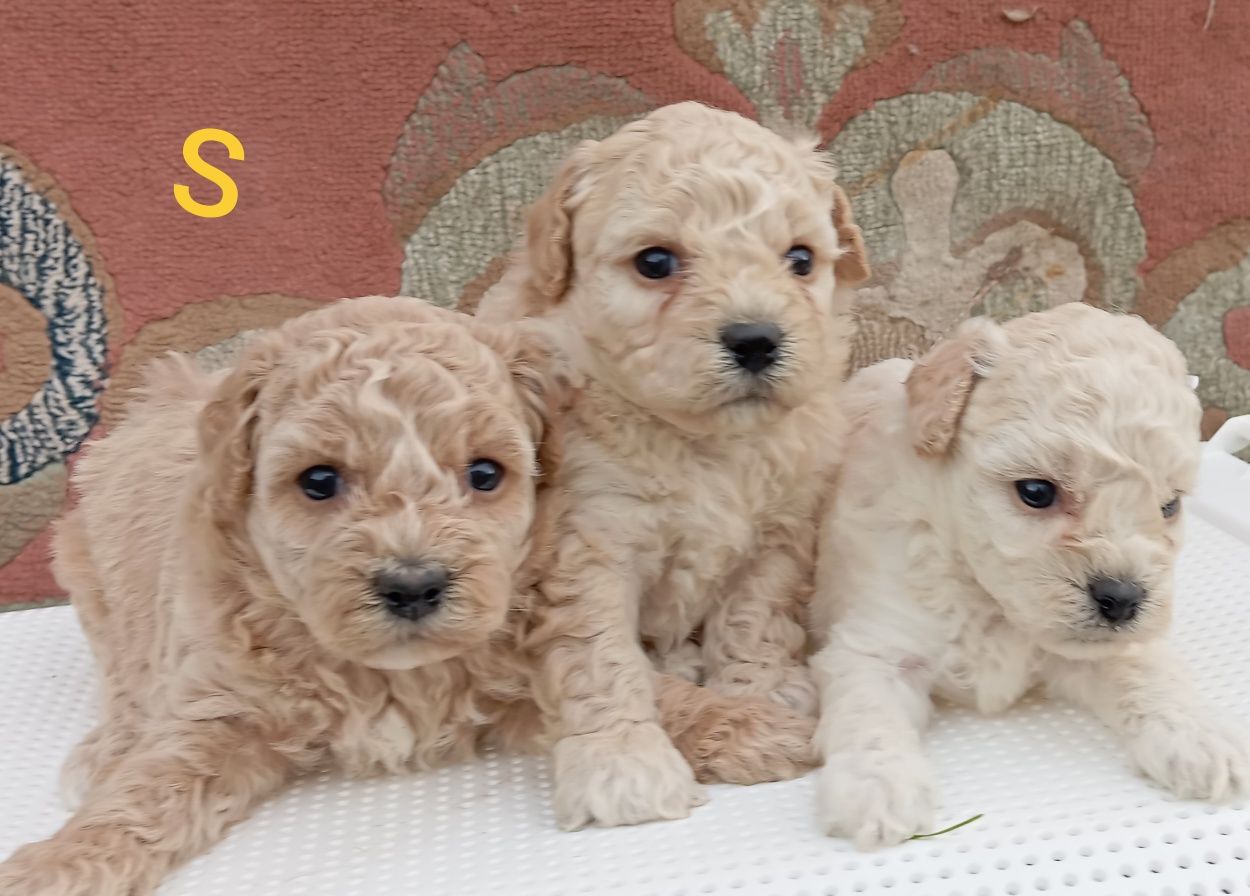 Maltipoo F1 do rezerwacji
