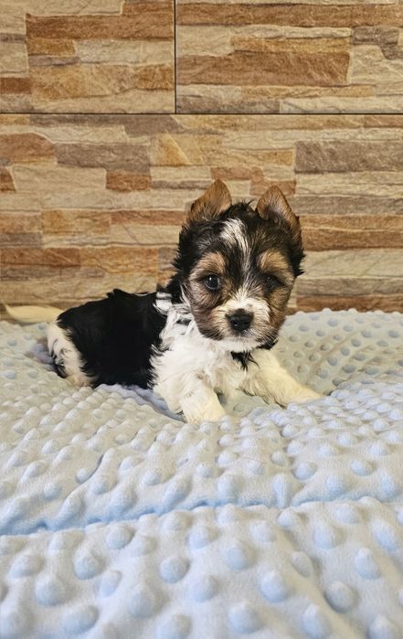 Yorkshire Terrier Biewer cudny piesek york