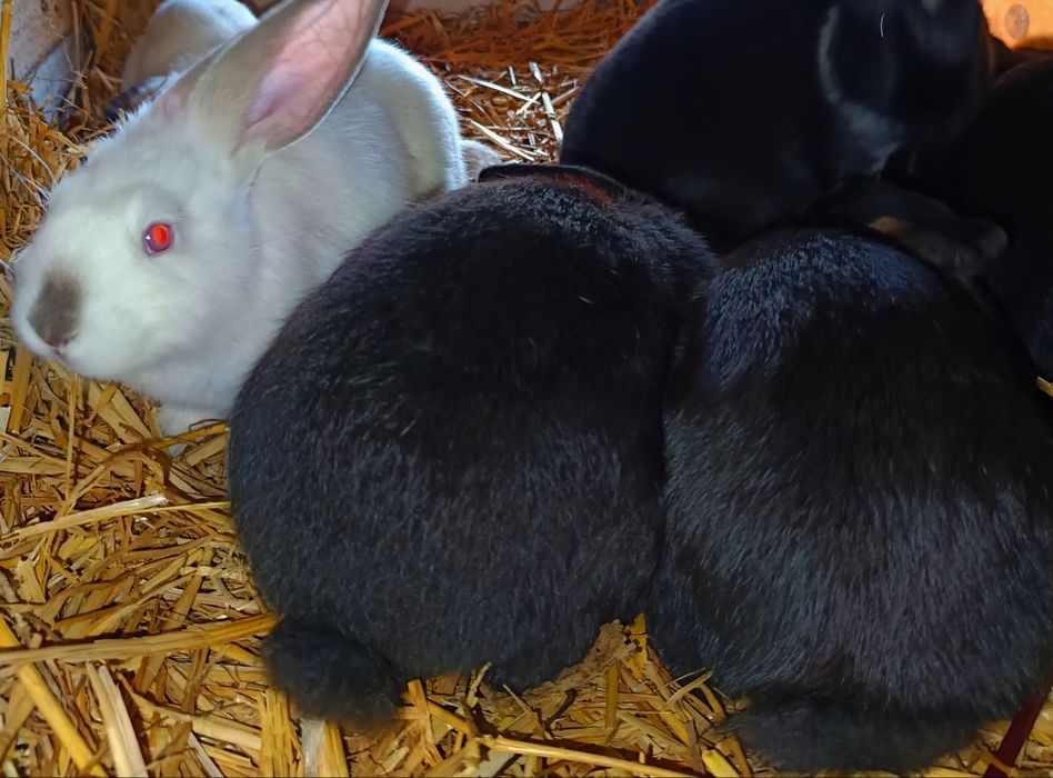 Króliki mieszane i rasowe