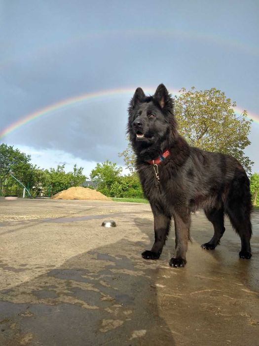 В'язка,злучка (Німецька вівчарка)