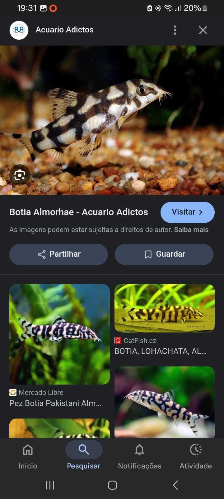 Tenho botia lohachata para ceder
