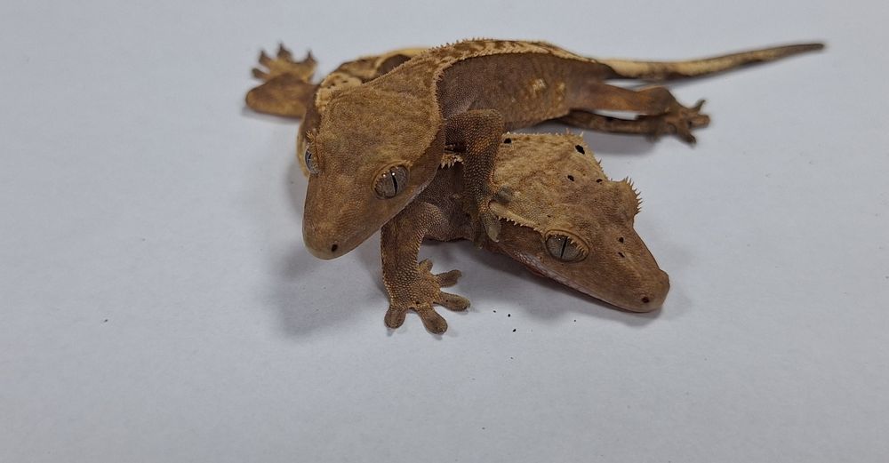 Gekon orzęsiony samica