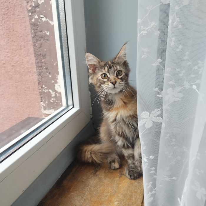 Kotka Maine Coon