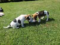 Jack Russell Terrier